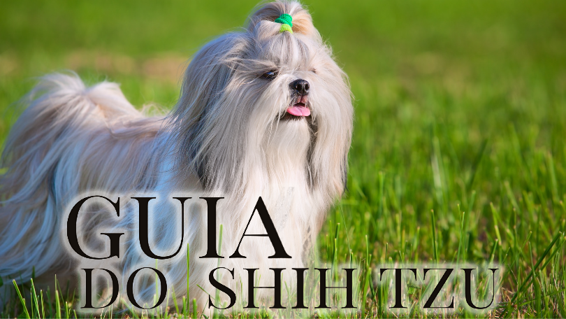 Curso Guia do Shih Tzu